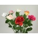 roses ouvertes